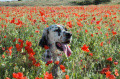 Setter Anglais ULA DE LA MALETIERE Setter Anglais ULA DE LA MALETIERE